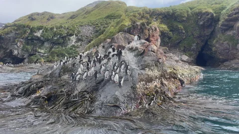 Large group of Macaroni penguins on rock at South Georgia Stock Footage 240401745