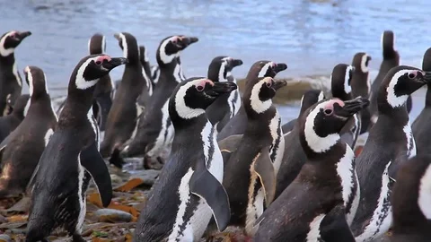 Large Group of Magellanic Penguins Waddling Away on Magdalena Island, Chile Stock Footage 84293457