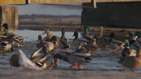 A large group of mallard ducks gathers near the shore, splashing Stock Footage 303477504