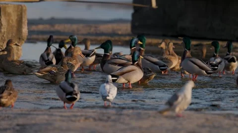 A large group of mallard ducks gathers near the shore, splashing in the shallow Video stock 304747491