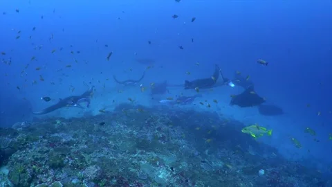 A Large Group of Manta Rays on a Cleaning Station Stock Footage 81938630