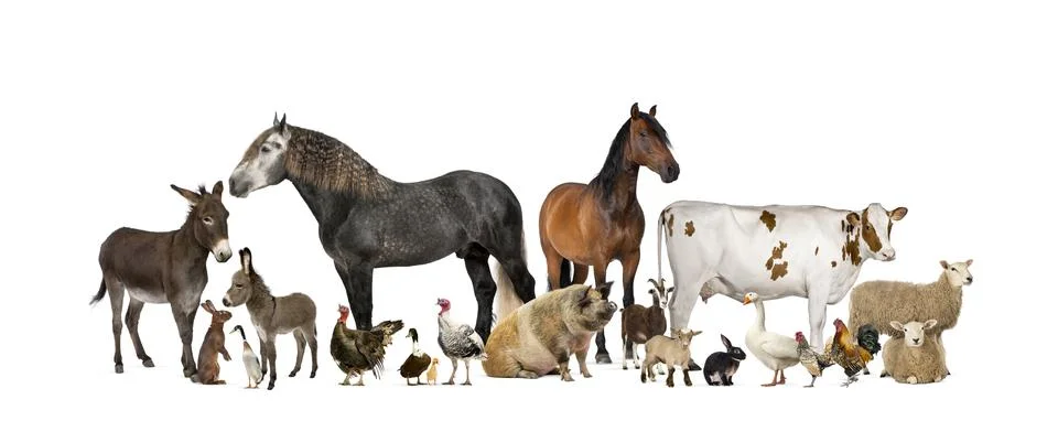 Large group of many farm animals standing together Stock Photos