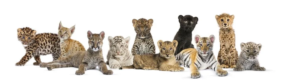 Large group of many wild cats cub together in a row Stock Photos