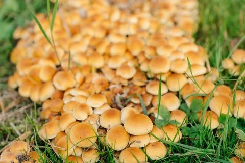 Large group of Marasmius oreades, also known as the fairy ring mushroom or fa Stock Photos
