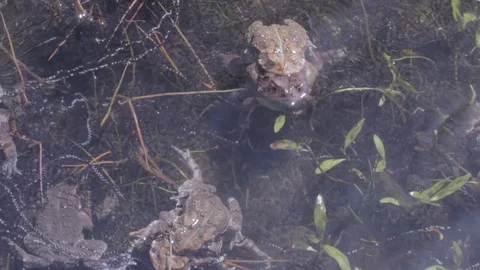 Large group of mating American Toads breeding and fighting in pond 1080p Vídeo Stock 98917905