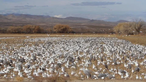 A large group of migrating Snow Geese and Sandhill Cranes feeding in a field. Stock Footage 119793454