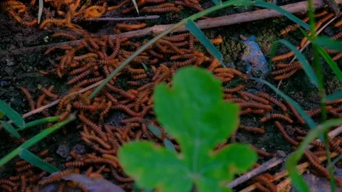 Large Group of Millipedes Crawling on Forest Floor Close Up Stock Footage 206715985