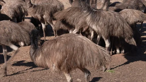 A large group mob of young Emu birds in Australia Stock Footage 313932960
