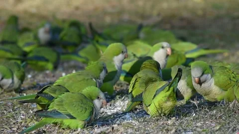 large group of monk parakeet Stock Video Pond5