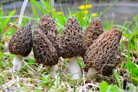 A  large group of morels by a stream Stock Photos