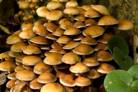 Large group of mushrooms Stock Photos