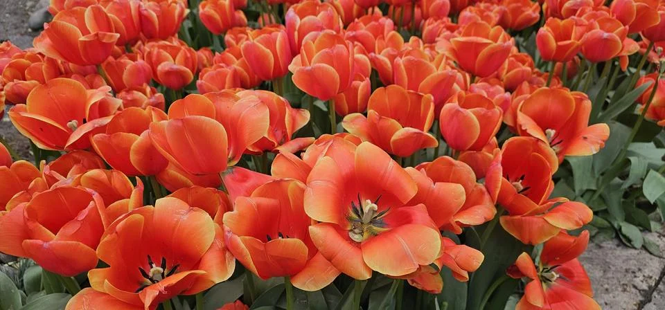 A large group of orange tulips in full bloom, with the petals Foto stock