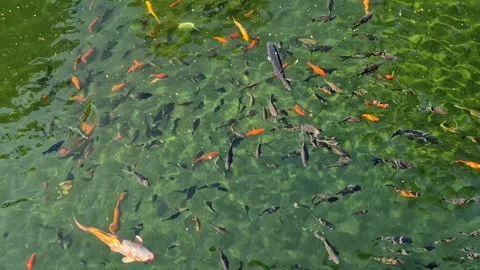A large group of ornamental koi carp of different colors in the water Stock-Footage 337775248