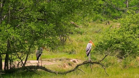 Large group of painted storks. Yala National Park, Sri Lanka. Stock Footage 93579100