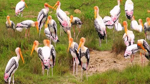 Large group of painted storks. Yala National Park, Sri Lanka. Stock Footage 93599737