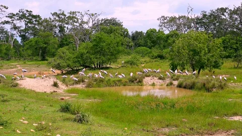 Large group of painted storks. Yala National Park, Sri Lanka. Video stock 93600204