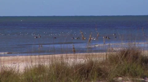 Large group of pelicans &amp;amp; ducks near breaking surf. Stock Footage 57702133