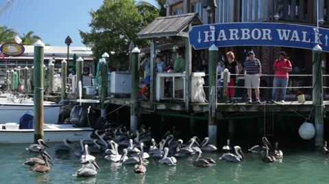 Large group of Pelicans begging for fish Stock Footage 35347462