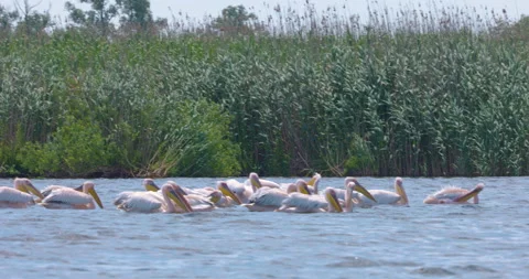 Large group of pelicans eating fish from the water. Images from the Danube Delta Stock Footage 155334774