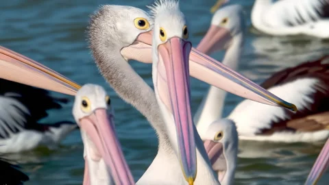 A large group of pelicans feeding Video stock 294629131