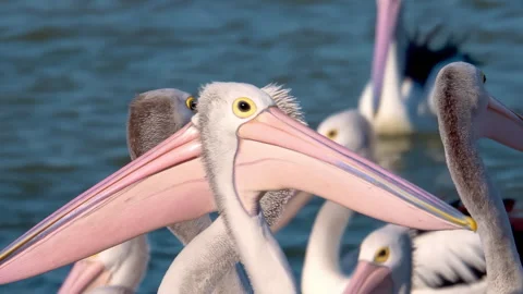 A large group of pelicans feeding Stock Footage 294629151