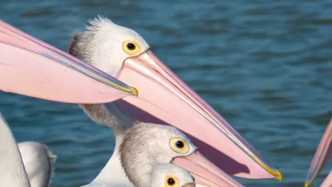 A large group of pelicans feeding Stock Footage 294629171