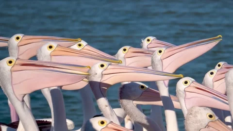 A large group of pelicans feeding Stock Footage 294629274