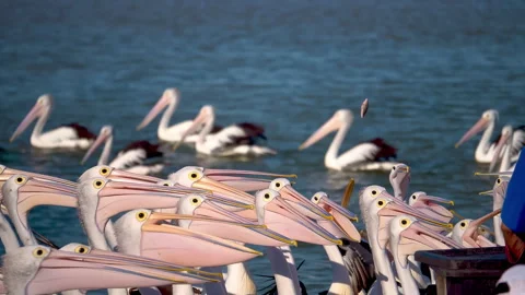 A large group of pelicans feeding Stock Footage 294629305