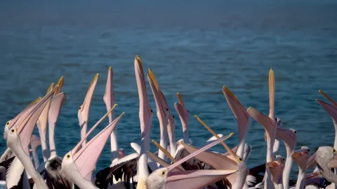 A large group of pelicans feeding Stock Footage 294629462