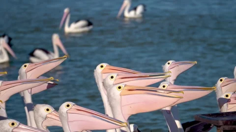 A large group of pelicans feeding Stock Footage 294629487