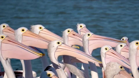 A large group of pelicans feeding Stock Footage 294629555