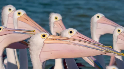 A large group of pelicans feeding Stock Footage 294629621