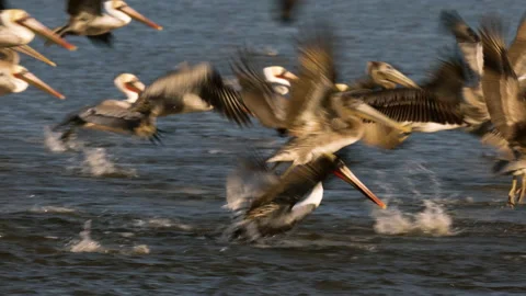 A large group of pelicans flying over the river at sunset Stock Footage 221591657