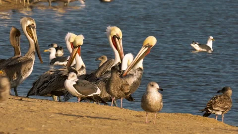 A large group of pelicans flying over the river at sunset Video stock 221593485