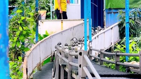 A large group of penguins are walking out of their hut. Stock Footage 304107212