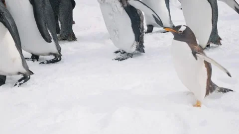 Large group of penguins migrating across antarctic ice Stock Footage 346943816