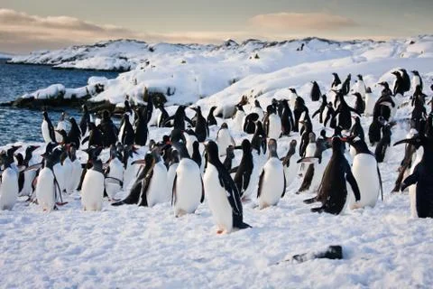 Large group of penguins Stock Photos