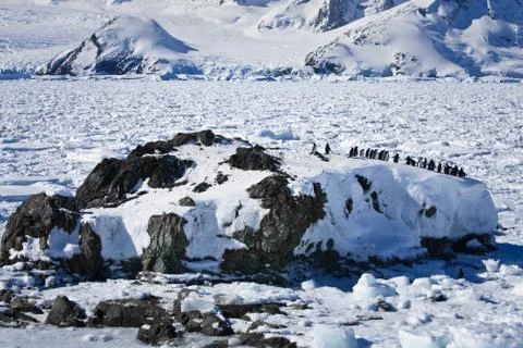 A large group of penguins Stock Photos