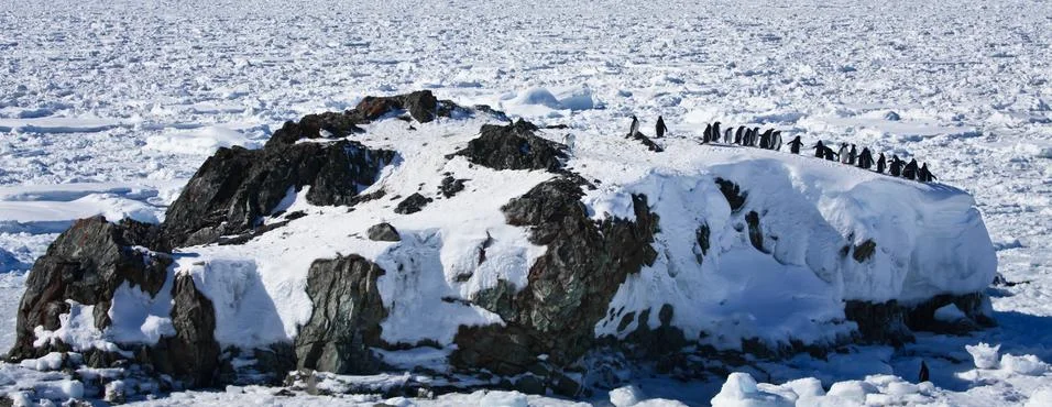 Large group of penguins Stockfoto's