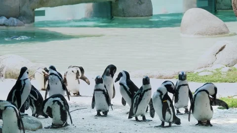 Large group of penguins standing and waddling on snowy white surface in zoo Stock Footage 306182501