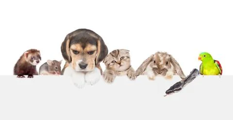 Large group of pets  above empty white banner. isolated on white background.  Stock Photos