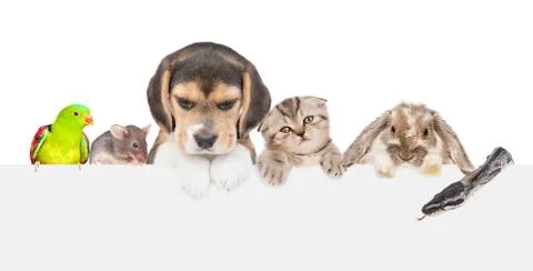 Large group of pets  above empty white banner. isolated on white background.  Photos