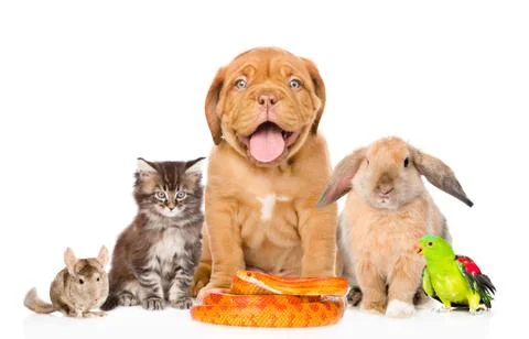 Large group of pets along. Isolated on white background 스톡 사진