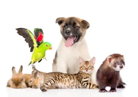 Large group of pets. Isolated on white background 스톡 사진