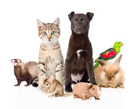 Large group of pets. Isolated on white background 写真素材