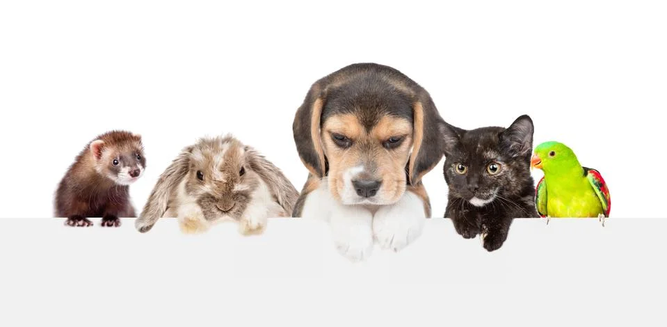Large group of pets  over empty white banner. isolated on white background. E Stock Photos