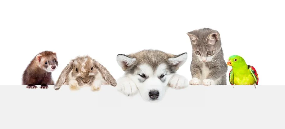 Large group of pets  over empty white banner. isolated on white background. E 스톡 사진
