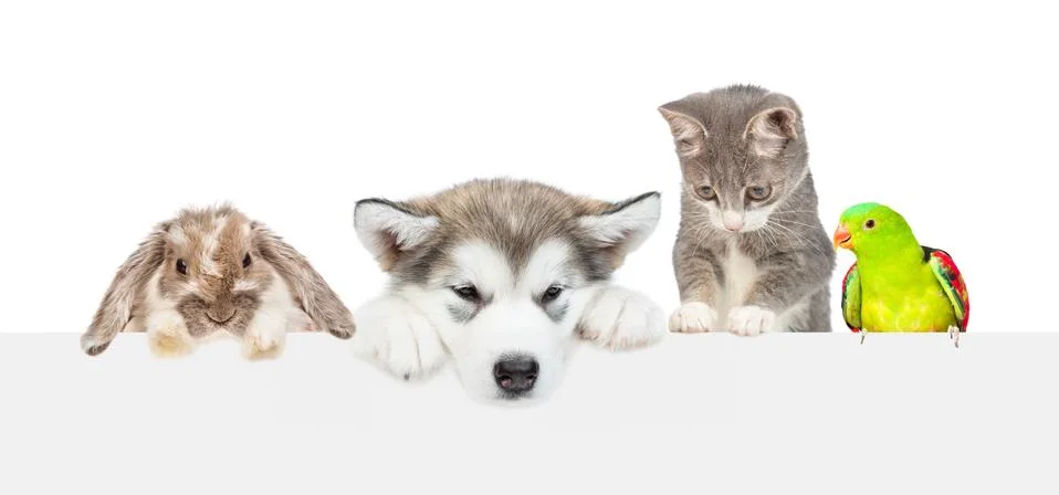 Large group of pets  over empty white banner looking down. isolated on white  스톡 사진