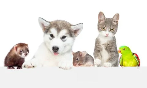 Large group of pets  over empty white banner. isolated on white background. E 스톡 사진