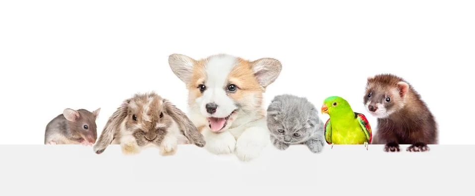 Large group of pets  over empty white banner. isolated on white background. E Stock Photos
